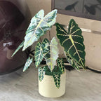 A No-Water Handmade Greenery - Evergreen Beads Plant DIY Kit
