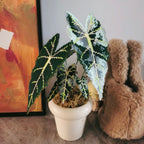 A No-Water Handmade Greenery - Evergreen Beads Plant DIY Kit